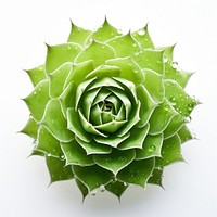 Photography of cobweb houseleek plant green leaf.