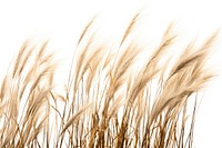 Photography of grama grass plant wheat agriculture.