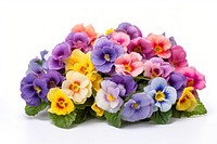Flower pansy plant food.