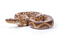 Python reptile animal snake.