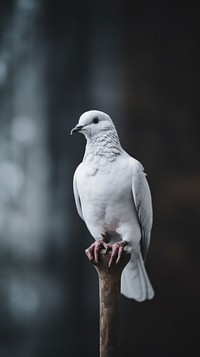 A dove animal bird monochrome.