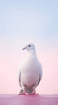 A dove animal bird wildlife.