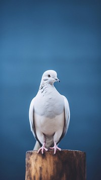 A dove animal pigeon bird.