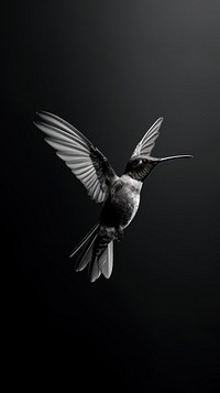 A hummingbird animal motion flying.