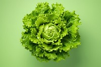 Lettuce vegetable plant food.
