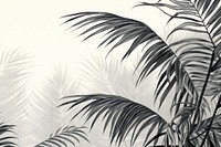 Black and white of palm leaves drawing sketch backgrounds.