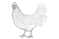 Chicken outline sketch poultry animal white.