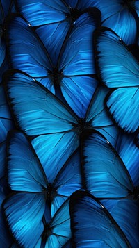 Butterflies wings blue backgrounds butterfly.