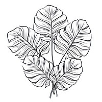 Monstera sketch drawing plant.