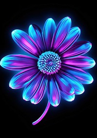 Daisy light pattern flower.