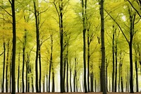 Maple tree forest landscape nature backgrounds.