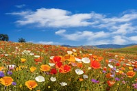 California flower meadow landscape nature grassland.