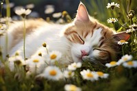 Cat sleeping on meadow nature flower outdoors.