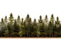 Pine tree forest nature landscape outdoors.