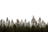 Pine tree forest nature backgrounds landscape.