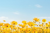 Yellow flower field nature backgrounds landscape.