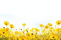 Yellow flower field landscape nature backgrounds.