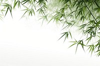 Bamboo trees backgrounds nature plant.