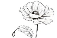 Poppy outline sketch drawing flower plant.