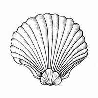 Shell sketch clam line.