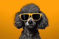 Silkscreen of a poodle sunglasses portrait mammal.