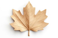 Maple leaf plant tree wood.