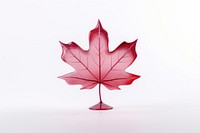 Maple leaf plant tree white background.