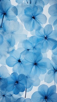 Real pressed hydrangea pattern flower backgrounds nature.