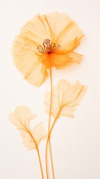 Real pressed poppy flower petal plant inflorescence.