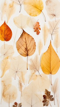 Real pressed autumn leaves backgrounds plant leaf.