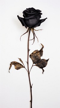 Real pressed black rose flower plant leaf.