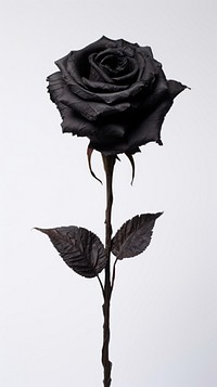 Real pressed black rose flower plant inflorescence.