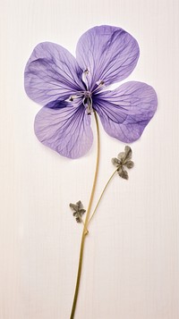 Real pressed violet flower purple petal plant.