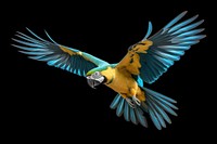 Blue and yellow macaw parrot flying animal bird.