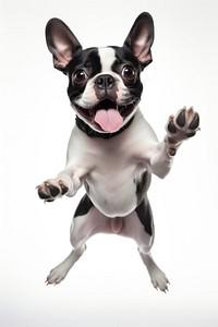 Cute jumping boston terrier bulldog mammal animal.