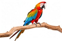 Colorful macaw parrot animal bird wildlife.