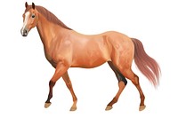 Horse horse stallion animal.