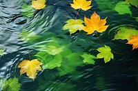 Fall green leaves floating outdoors nature.
