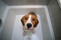 Beagle looking up animal pet bathtub.