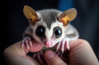 Sugar glider looking up at camera animal wildlife holding.