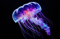 Neon individaul jellyfish animal invertebrate zooplankton.
