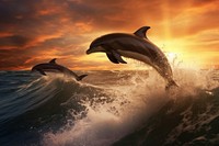 Dolphins ocean sea outdoors.