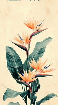 Realistic vintage drawing of bird of paradise flower plant petal.