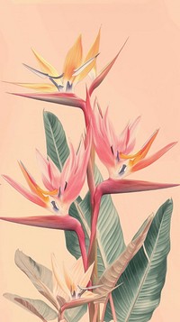 Realistic vintage drawing of bird of paradise flower sketch plant.