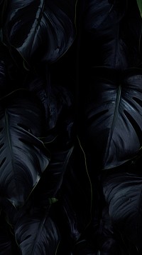 Black monstera wallpaper backgrounds darkness outdoors.