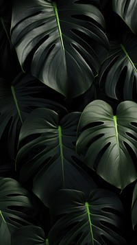 Black monstera wallpaper plant green leaf.