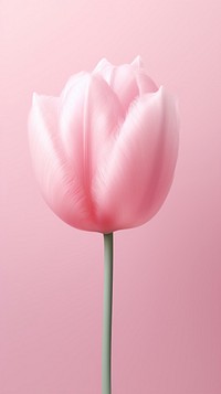Flower tulip blossom plant.