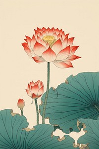 Isolated lotus flower plant lily.