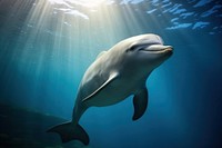 Underwater photo of dolphin animal mammal fish.