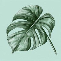 Tropical leave drawing sketch plant.